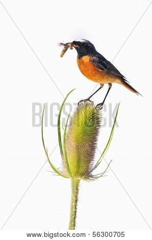 Redstart perched on a thistle