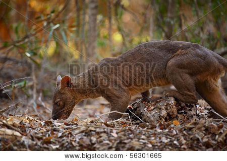 Endemic Fossa (Cryptoprocta ferox) in a dry tropical forest. Madagascar