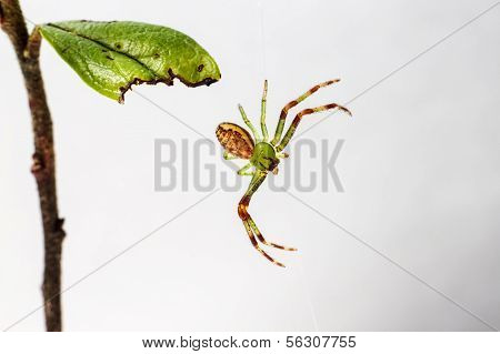The Green Crab Spider (Diaea dorsata)