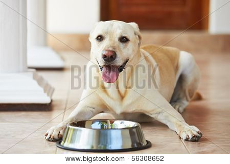 Hungry Dog