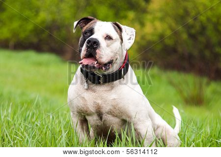 Dog in the grass
