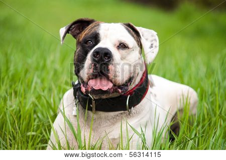 Dog in the grass