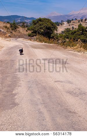 Dog on the road