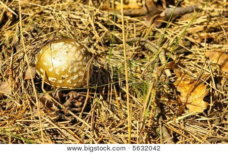 Kahverengi sinek Agaric mantar