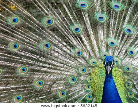 Peacock