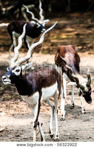 Indian Black Buck Antelope