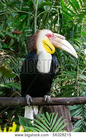 Wreathed Hornbill (Aceros Undulatus)