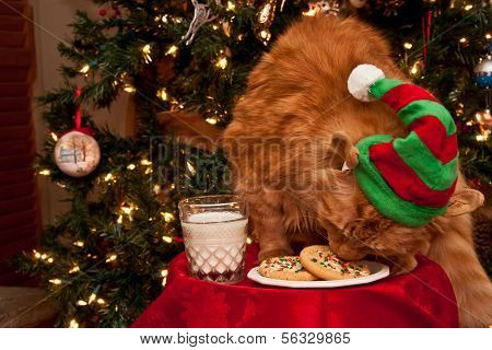Naughty Elf