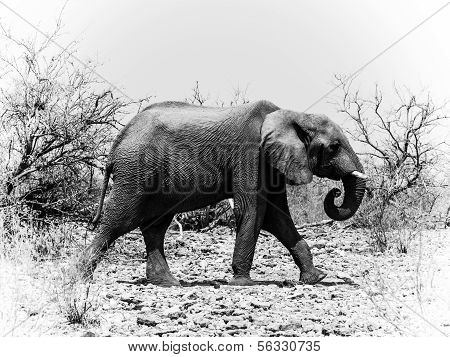 Słoń afrykański czarno-White(loxodonta)