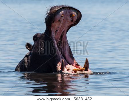 Hippo In Chobe River