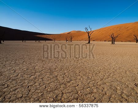 Døde akacie træer og røde klitter af Namib ørkenen
