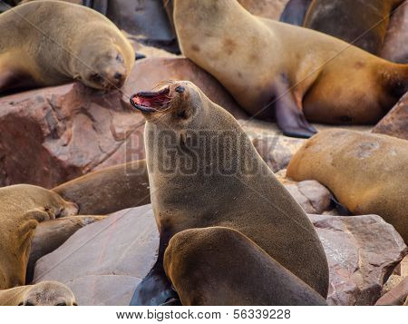 Brown foki (arctocephalus Pusillus)