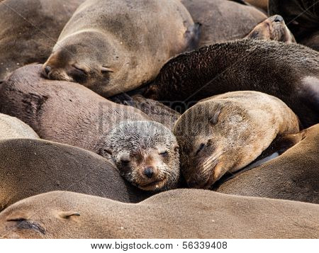 Brown Fur Seals (Arctocephalus pusillus)
