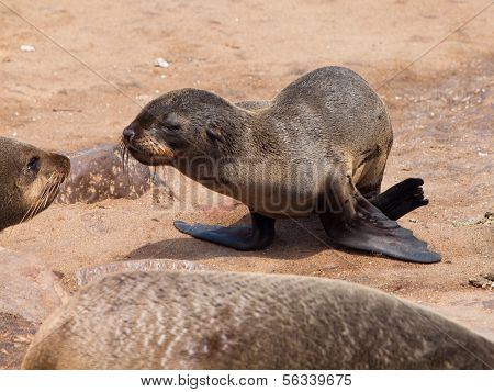 Brown Fur Seal (arctocephalus Pusillus)