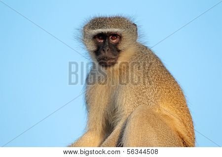 Portrait of a vervet monkey (Cercopithecus aethiops) agains a blue sky, South Africa 