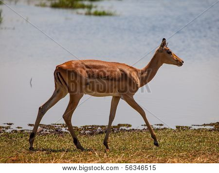Impala am Wasserloch