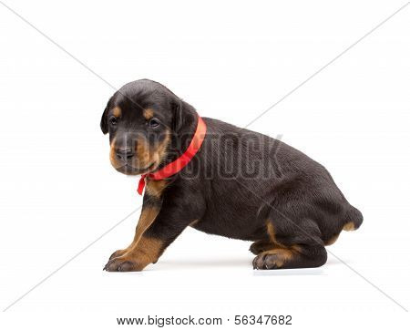 Cucciolo di Doberman In nastro rosso