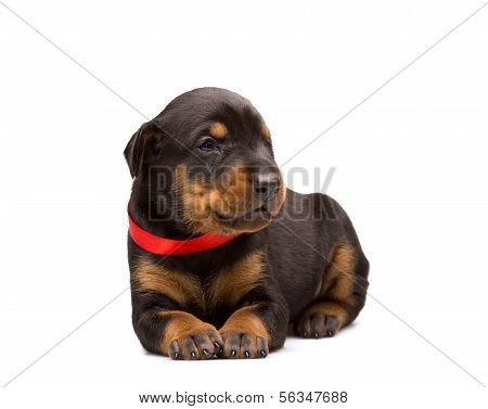 Cucciolo di Doberman In nastro rosso