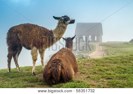 Lama at Machu Picchu