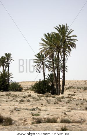 Oasis With Palms