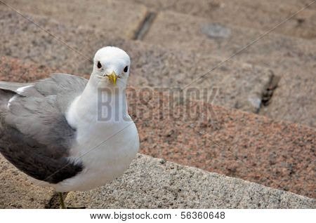 One Sea Gull Stands On The Steps And Watches