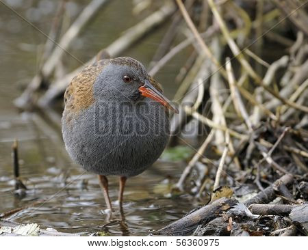 Wasserralle