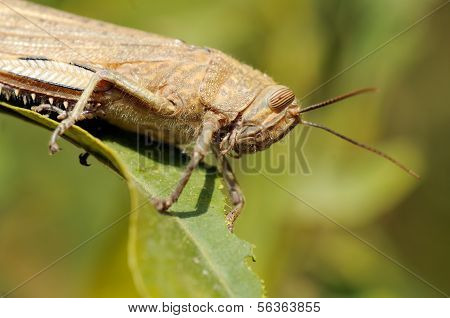 Egyptian Grasshopper