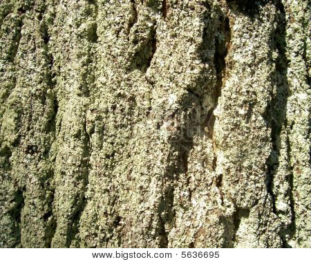 Arbre écorce fond