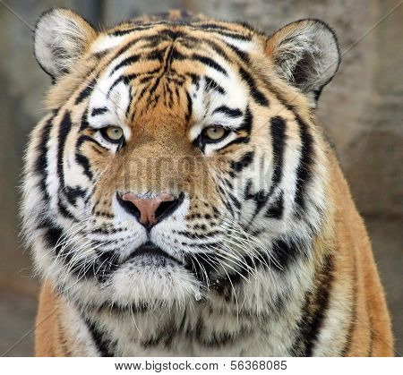 Portrait of a Siberian tiger