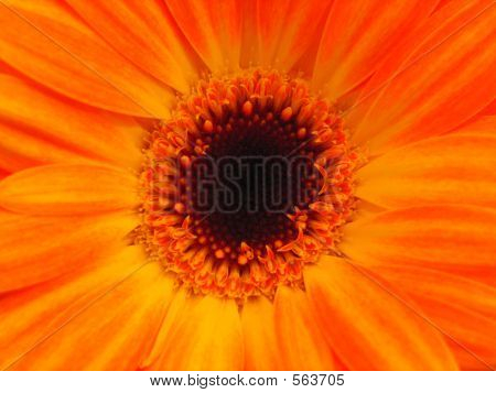 Flor de laranja brilhante com cópia espaço