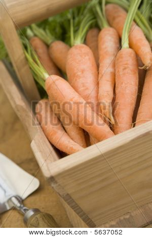 Karotten in eine hölzerne trug