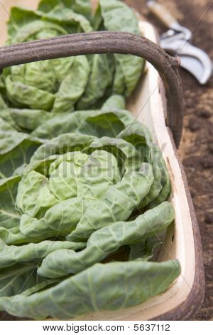 Kohl in Holz trug