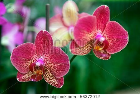 Yellow Red Orchid