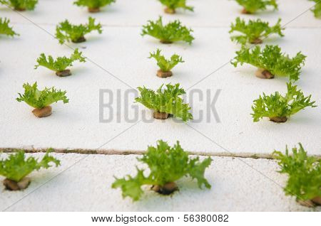 Organic Hydroponic Vegetable Farm