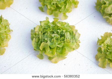Hydroponics Plantation