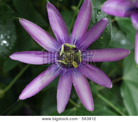 Paarse bloem