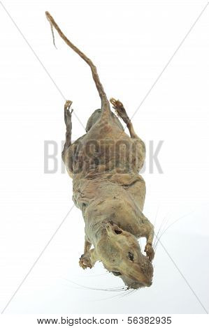 Mummified Rat