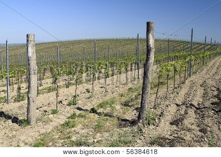 Junger Weinberg