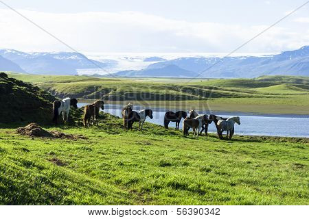 The Iceland Horse