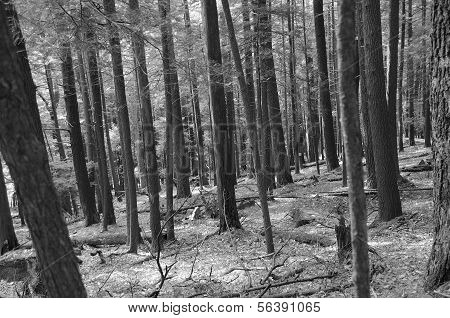 árvores na floresta