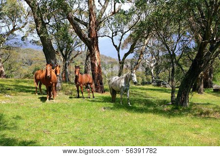 Cavalos selvagens em Prado