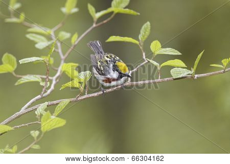 Male Chestnut-sided Warbler