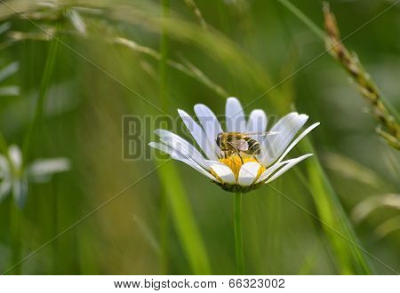 Bee On A Flower