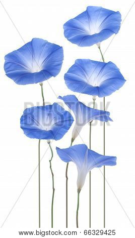 Morning Glory