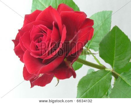rote rose
