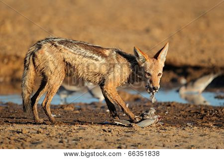 A black-backed jackal (Canis mesomelas) eating a dove, Kalahari desert, South Africa 
