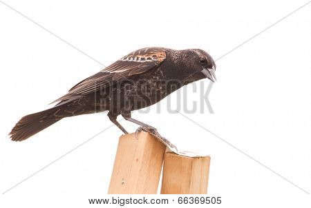 Immature male Agelaius phoeniceus, Red-Winged Blackbird with orange shoulders, isolated on white