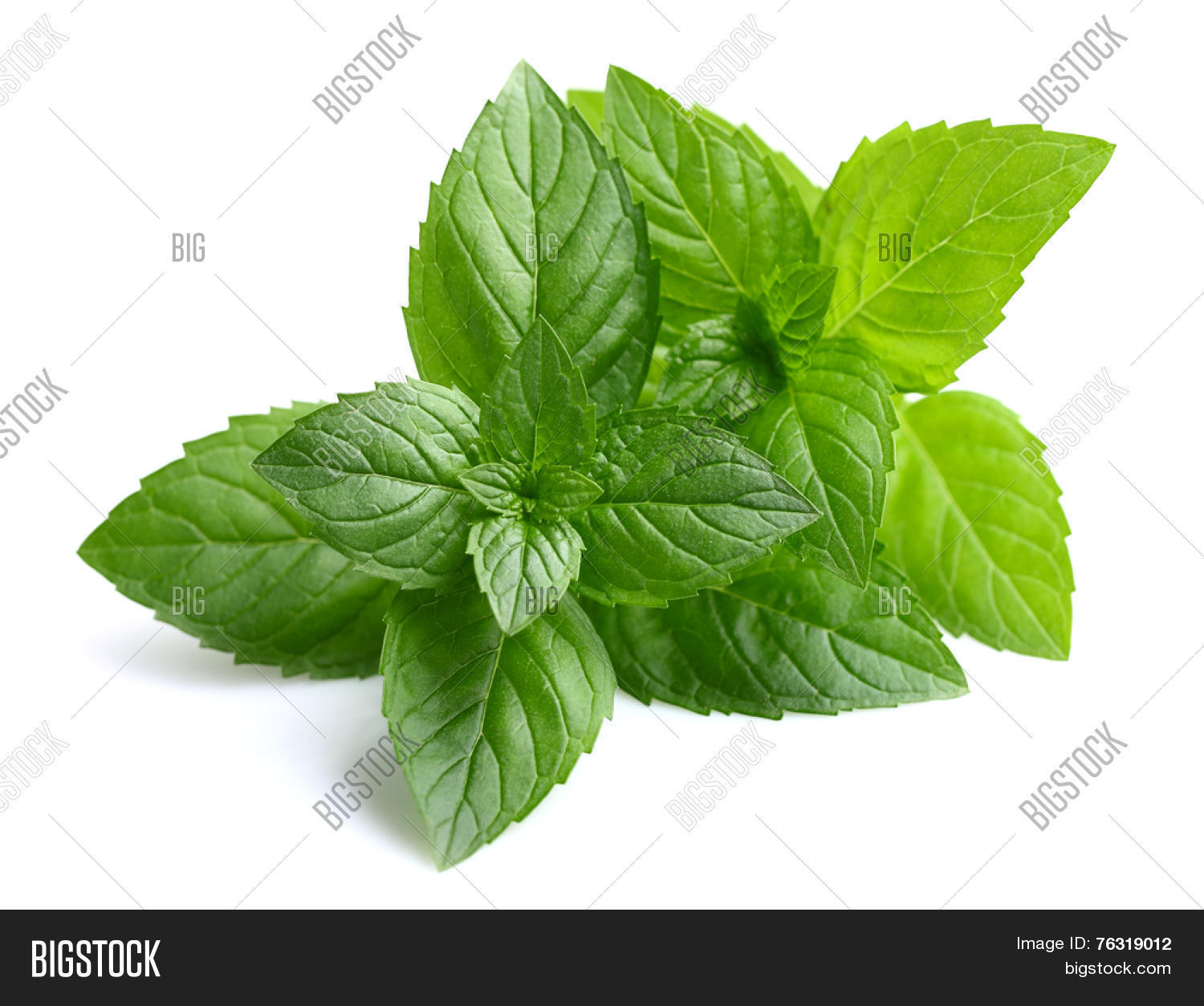 Peppermint Leaves Image & Photo (Free Trial) Bigstock