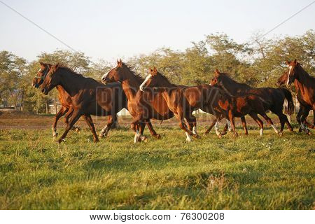 Herd galloping in autumn field when the sun goes down