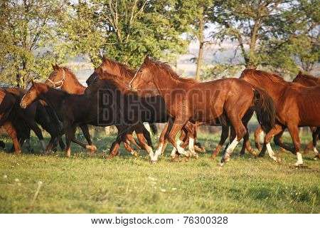 Herd galloping in autumn field when the sun goes down